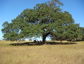 Pecan Tree